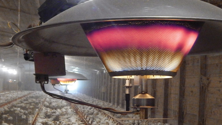 ACS direct radiant heater in a poultry barn