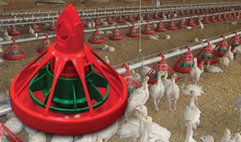 Turkey Poultry Feeder
