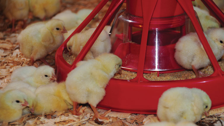 Chick feeding from a Cumberland Pro1 pan feeder