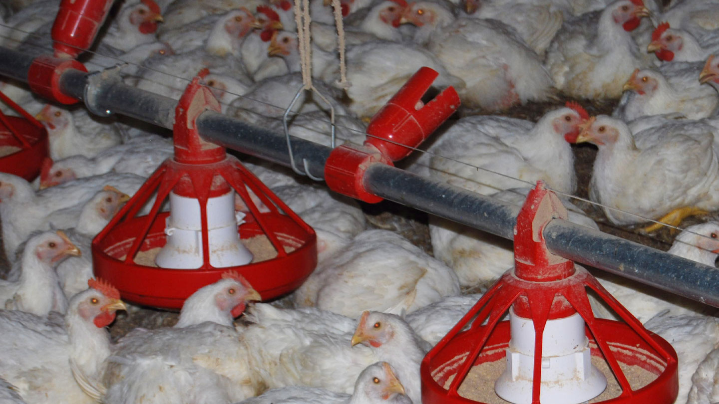 Pullet Pan Feeder