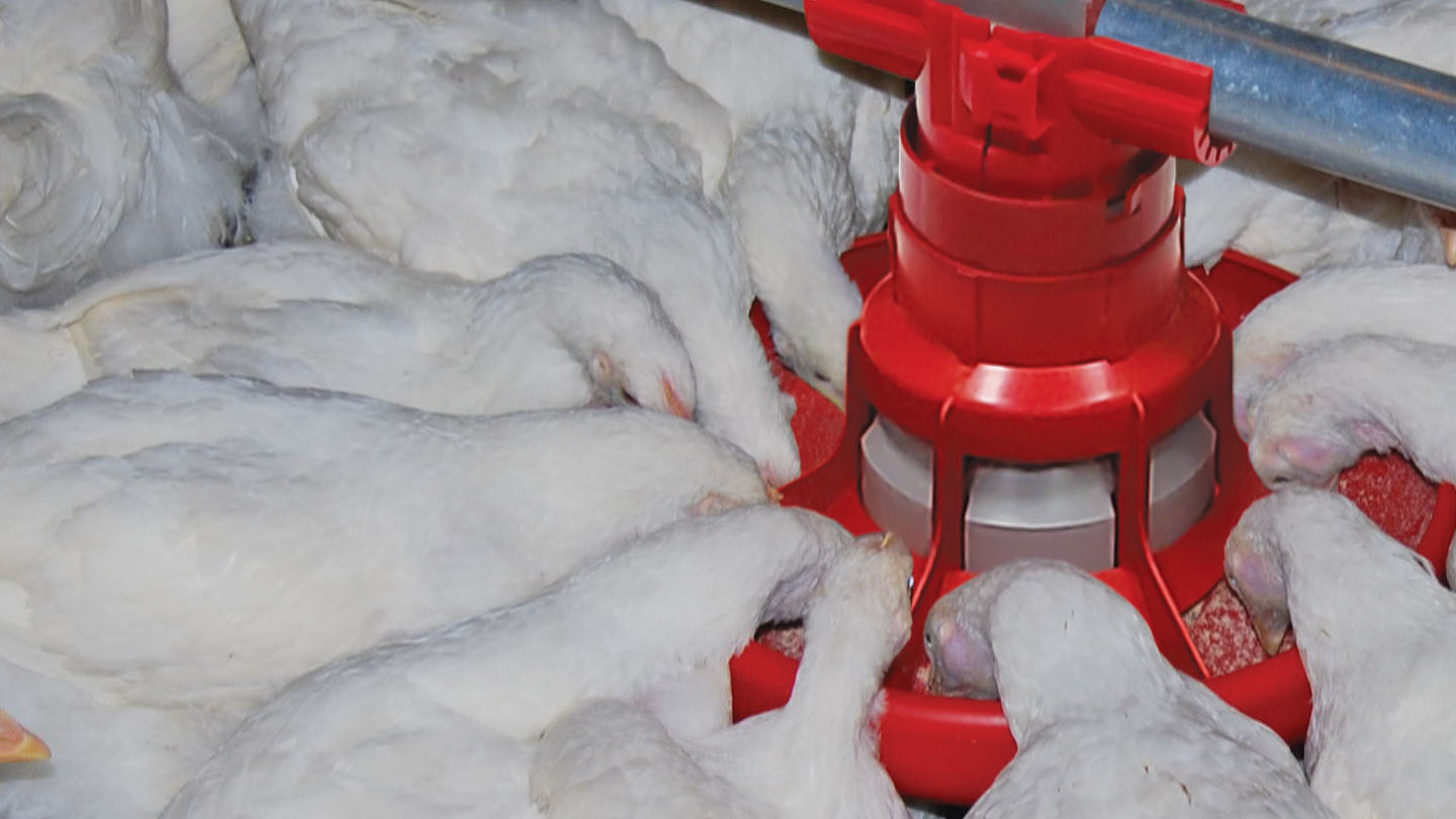 Pullets feeding out of a Cumberland NutraPan Pan Feeder