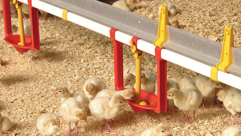 Turkey Watering System Turkey Watering System