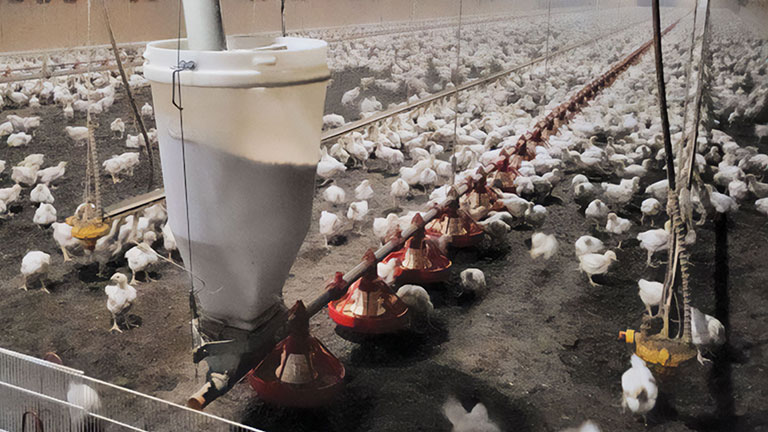 Plastic Feed Line Hopper