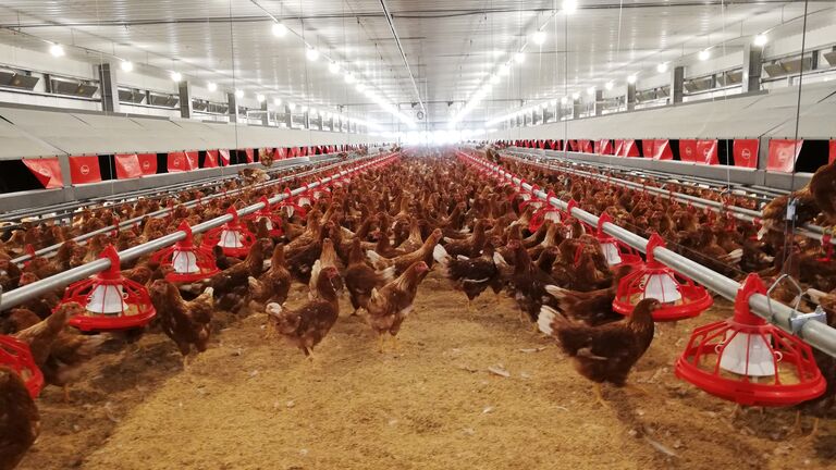 Lighting system inside of a poultry barn