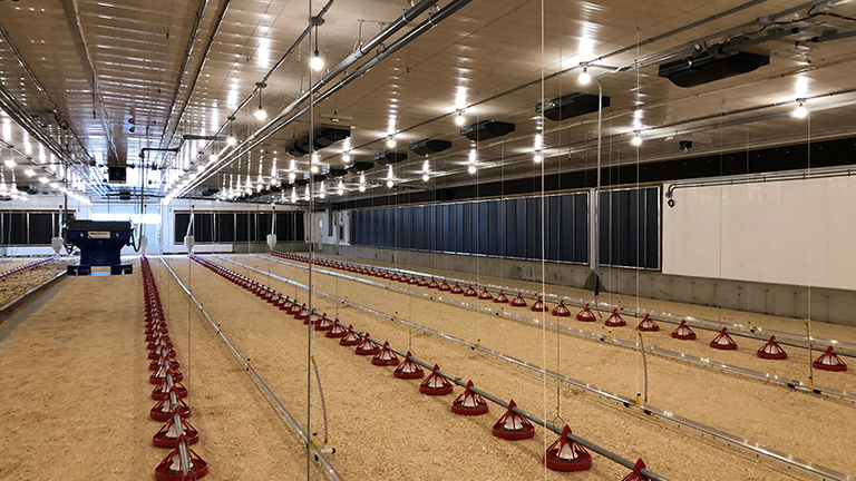 Tunnel ventilation offers warm weather solution for poultry house